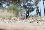 CANE CORSO 471